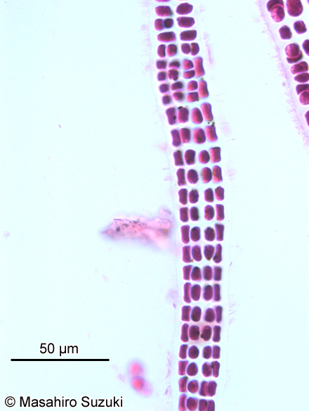 イソリボン Erythrotrichia incrassata